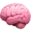 Brain